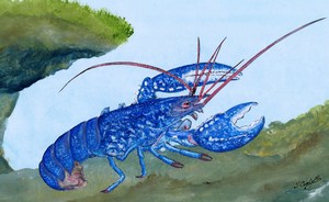 dessin de Homard européen